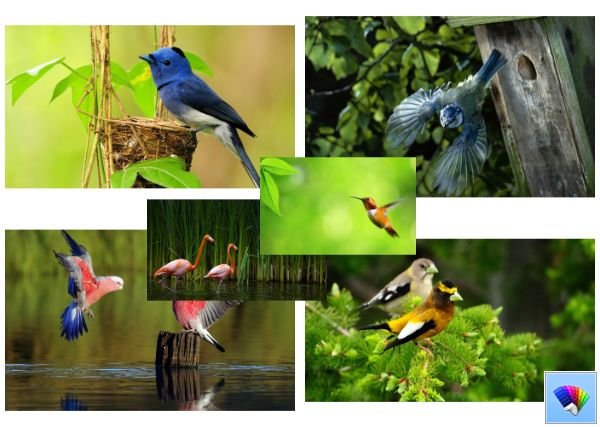 Wild Birds theme for Windows 8